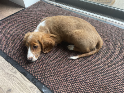 Female Cockapo puppy 7 months old in Leitrim is looking for a loving home