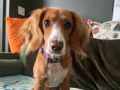 Female Cockapo puppy 7 months old in Leitrim is looking for a loving home