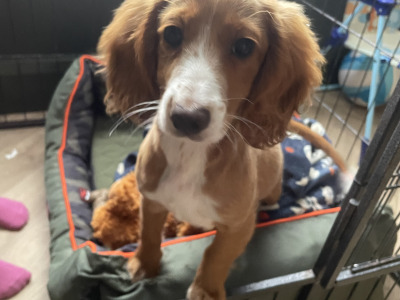 Female Cockapo puppy 7 months old in Leitrim is looking for a loving home