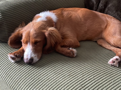 Female Cockapo puppy 7 months old in Leitrim is looking for a loving home