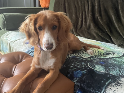 Female Cockapo puppy 7 months old in Leitrim is looking for a loving home