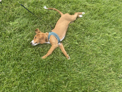 Female Cockapo puppy 7 months old in Leitrim is looking for a loving home