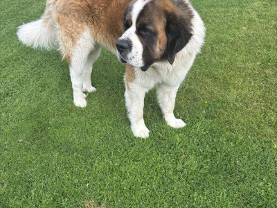 St Bernard stud dog in Roscommon