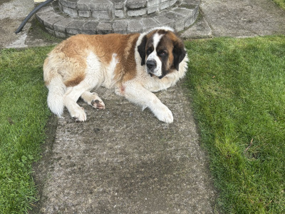 St Bernard stud dog in Roscommon