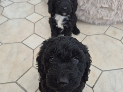 Stunning Cockapoo puppies male in Sligo