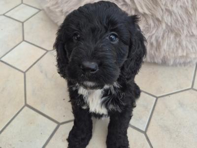 Stunning Cockapoo puppies male in Sligo