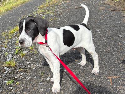 English Pointer puppies for sale in Sligo
