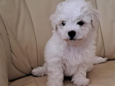 Shichon puppies (Shih Tzu x Bichon Frise) in Carlow