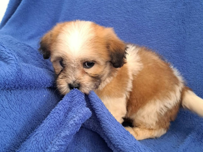 Beautiful Shichon puppies (Shih Tzu x Bichon Frise) in Limerick