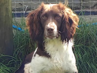 Male English Springer Spaniel in Kerry