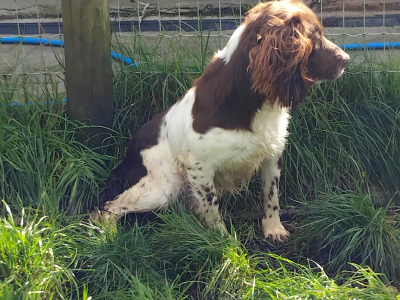 Male English Springer Spaniel in Kerry