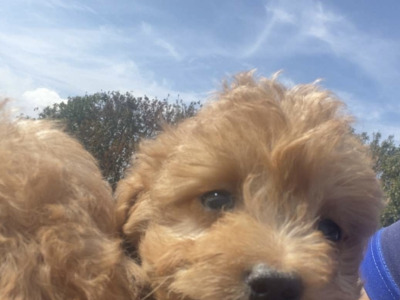 Beautiful F1B Cavapoo male puppies in Carlow