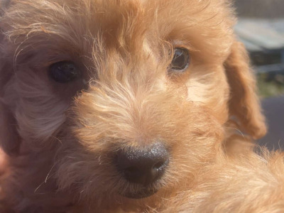 Beautiful F1B Cavapoo male puppies in Carlow