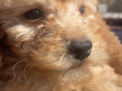 Beautiful F1B Cavapoo male puppies in Carlow