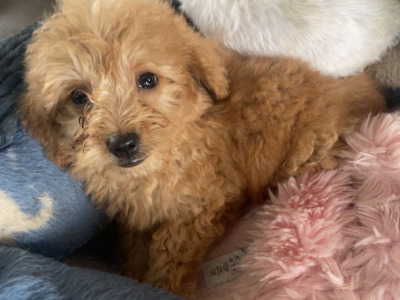 Beautiful F1B Cavapoo male puppies in Carlow