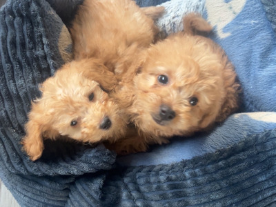 Beautiful F1B Cavapoo male puppies in Carlow
