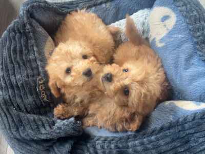 Beautiful F1B Cavapoo male puppies in Carlow