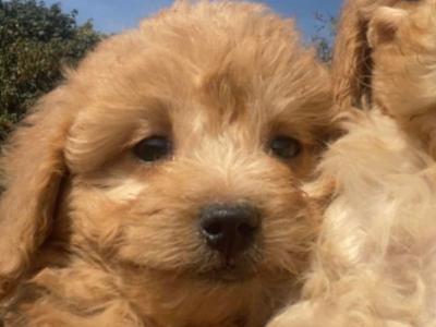 Beautiful F1B Cavapoo male puppies in Carlow