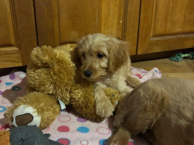 Gorgeous female Cockapoo puppies in Wexford