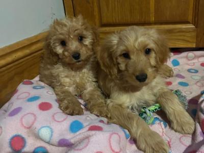 Gorgeous female Cockapoo puppies in Wexford