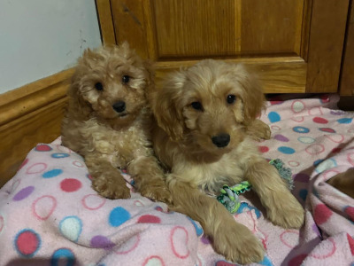 Gorgeous female Cockapoo puppies in Wexford