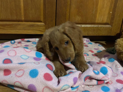 Gorgeous female Cockapoo puppies in Wexford