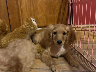 Gorgeous female Cockapoo puppies in Wexford
