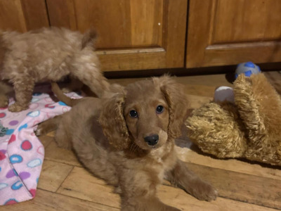 Gorgeous female Cockapoo puppies in Wexford