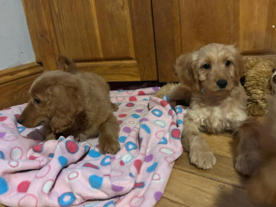 Gorgeous female Cockapoo puppies in Wexford