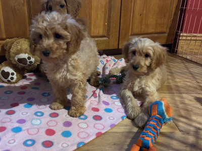Gorgeous female Cockapoo puppies in Wexford