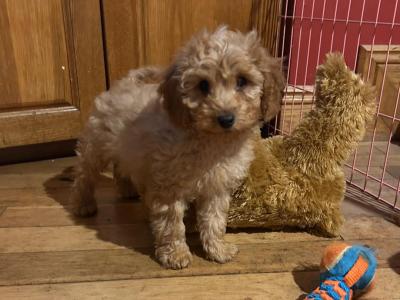 Gorgeous female Cockapoo puppies in Wexford