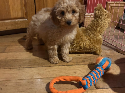Gorgeous female Cockapoo puppies in Wexford