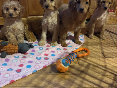 Gorgeous female Cockapoo puppies in Wexford