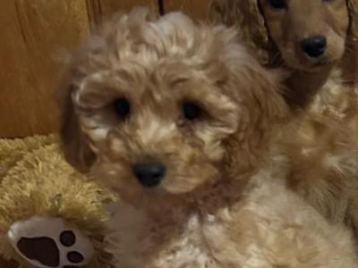 Gorgeous female Cockapoo puppies in Wexford