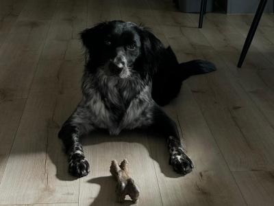 Mako is a loving & sweet female Labrador x Border Collie puppy 14 months old in Laois
