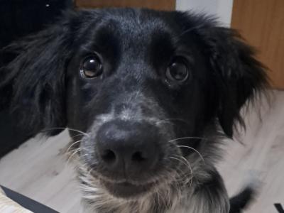 Mako is a loving & sweet female Labrador x Border Collie puppy 14 months old in Laois