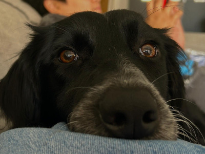 Mako is a loving & sweet female Labrador x Border Collie puppy 14 months old in Laois