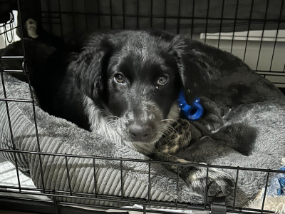 Mako is a loving & sweet female Labrador x Border Collie puppy 14 months old in Laois