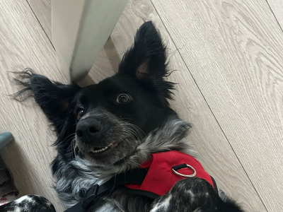 Mako is a loving & sweet female Labrador x Border Collie puppy 14 months old in Laois