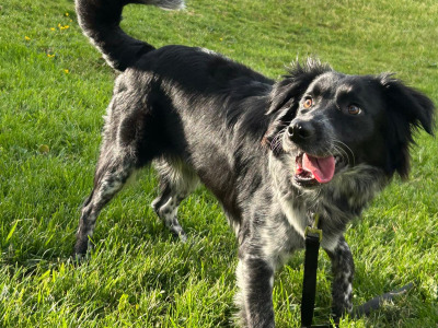 Mako is a loving & sweet female Labrador x Border Collie puppy 14 months old in Laois