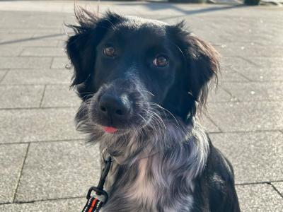 Mako is a loving & sweet female Labrador x Border Collie puppy 14 months old in Laois