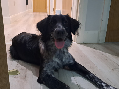 Mako is a loving & sweet female Labrador x Border Collie puppy 14 months old in Laois