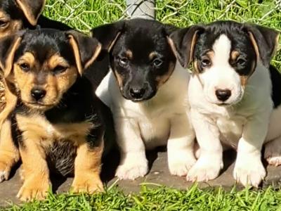 Jack Russell puppies in Laois