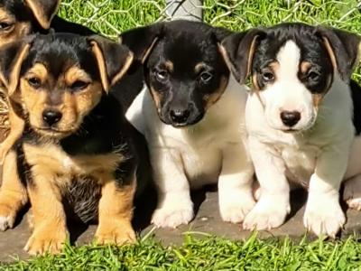 Jack Russell puppies in Laois