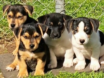 Fabulous Tri colour Jack Russell puppies in Laois
