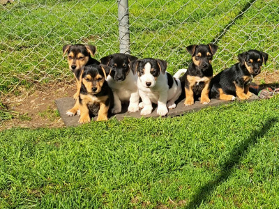 Jack Russell puppies in Laois
