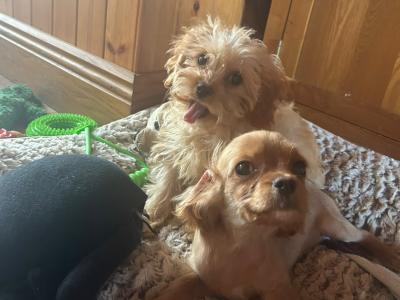 Cavapoo puppies in Wexford