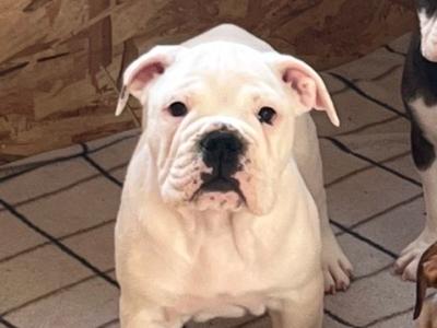 IKC Registered (pending) English Bulldog puppies for sale in Tipperary – 2 Males Available