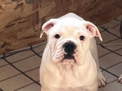 IKC Registered (pending) English Bulldog puppies for sale in Tipperary – 2 Males Available