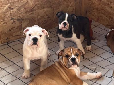 English Bulldog puppies for sale – 1 Male Left (Merle)
